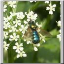 Chloromyia formosa - Waffenfliege w04.jpg